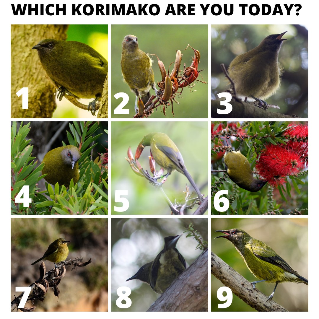 TeamKorimako's tweet photo. Mood check, whānau. Which Korimako are you today?Make sure you vote Korimako/Bellbird for Bird of the Year for an instant mood boost - https://www.birdoftheyear.or#BirdOfTheYear

📸 Credits:
1 &amp; 9 - Stefan Marks
2 - Sid Mosdell
3, 5, &amp; 8 - Jon Sullivan
4, 6, 7 - Shellie Evans https://t.co/J1tfqMVEfo