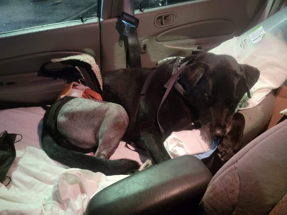 GabbyFoundation's tweet photo. Medical PupDate:

We sure don't do anything with gusto! Including blowing out knees. Dusky broke both his knee ligaments which is why he was non bearing. He needed the TPLO surgery as well as the Latteral Suture surgery as a reinforcement. Dusky did very well during surgery and https://t.co/fF3UFv6iCl