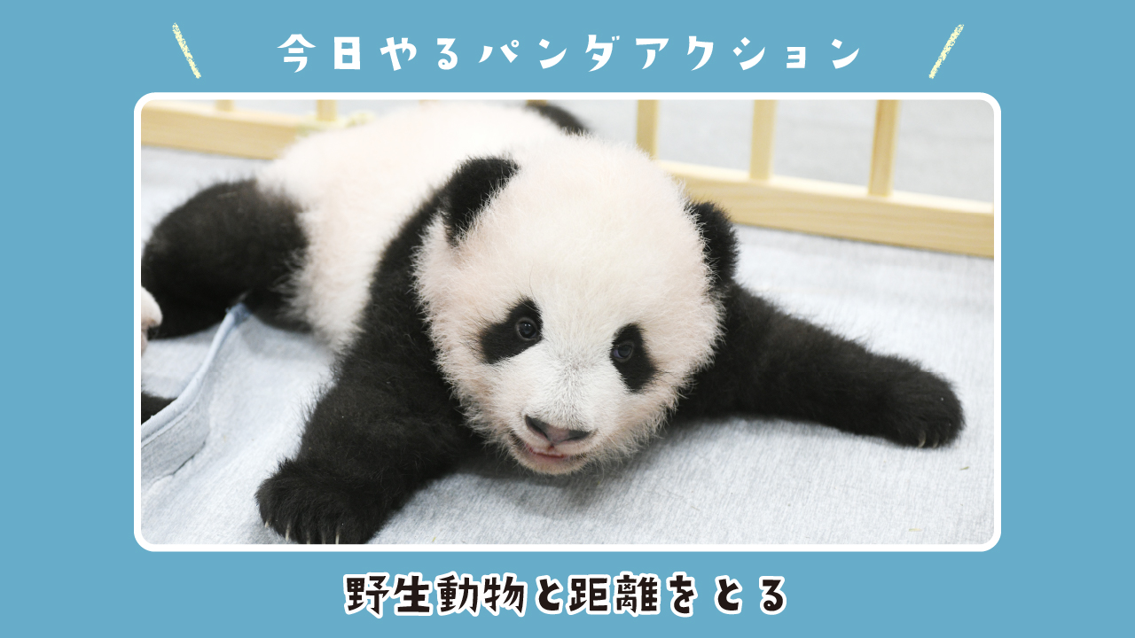 上野動物園 公式 野生動物と距離をとる どれだけかわいく見えても 野生動物はペットや家畜とは違います 野生動物ということを忘れずに 敬意をもち 細心の注意を払って毎日の飼育作業にあたっています 適切な距離をとることも お互い安全に過ごす