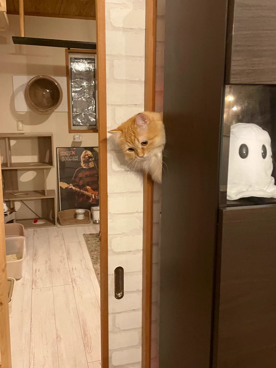 猫がいない！探しまくった結果申し訳なさそうに棚の後ろから出てきたwww