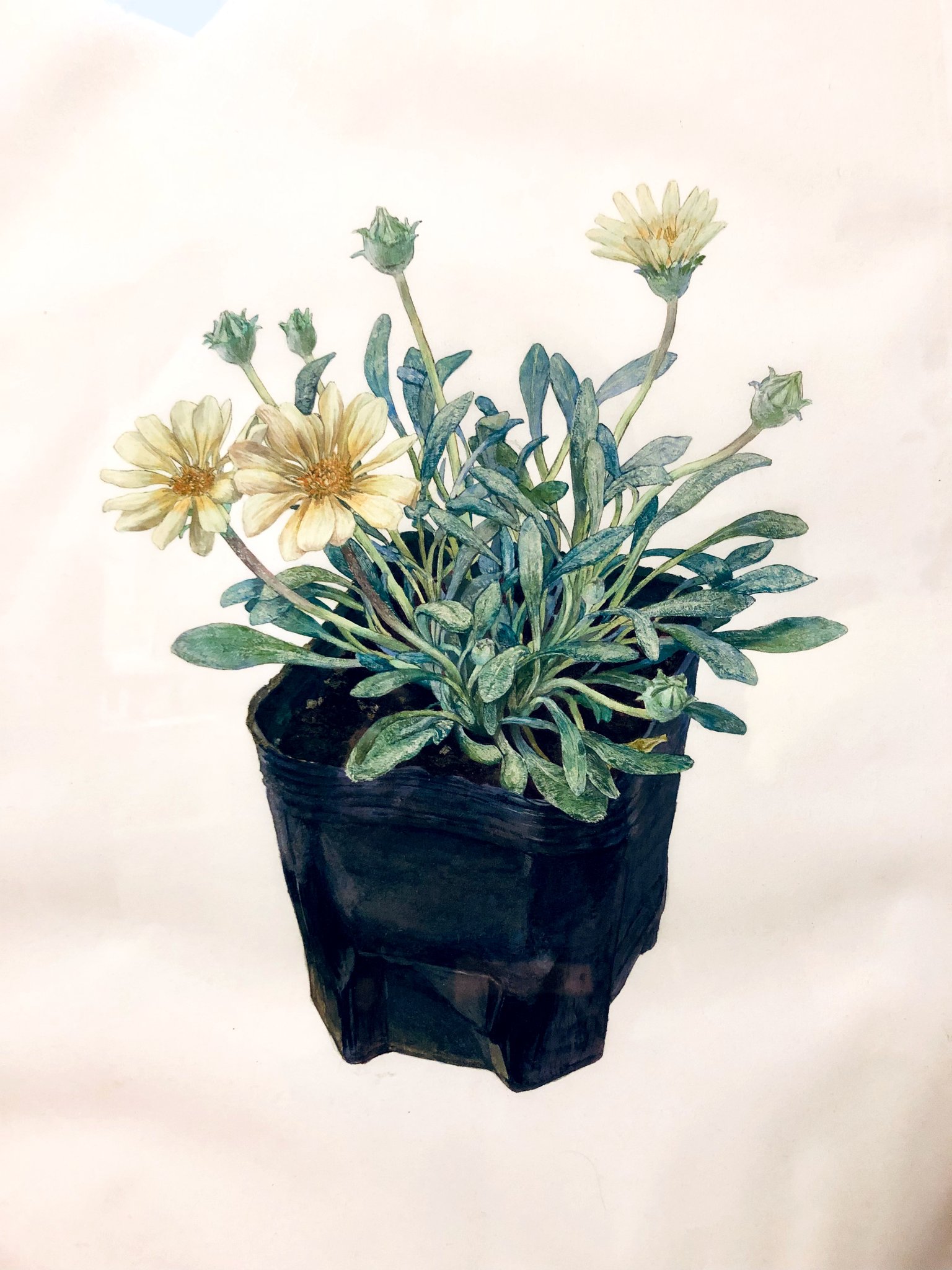 日本画 21カナビ美大祭展示 ガザニア ビースト 1年 俣田千尋 あつみの紙 水干絵具 岩絵具 墨 630x480 Mm T Co 1ywu1c43wv Twitter