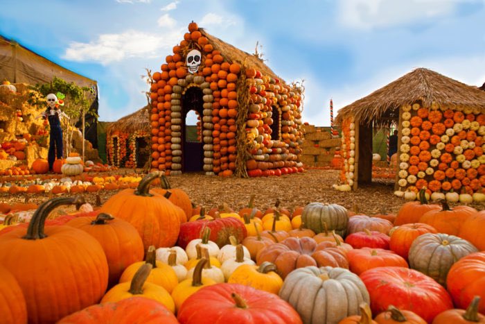 #HappyHalloween2021 Lovely day/night everyone xx 😘🎃👻#October2021 #HappyAutumn2021 🎃👻🍁🧚🏻💓