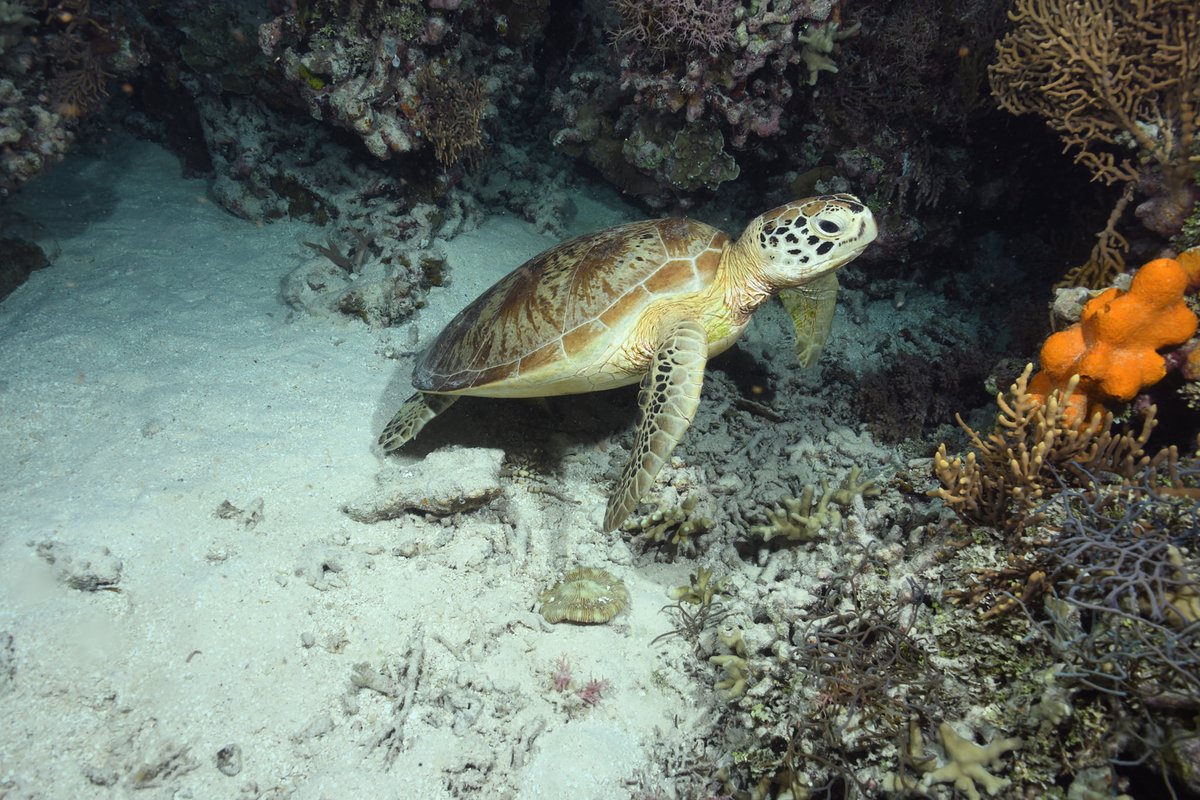 Reef Life Survey tweet media