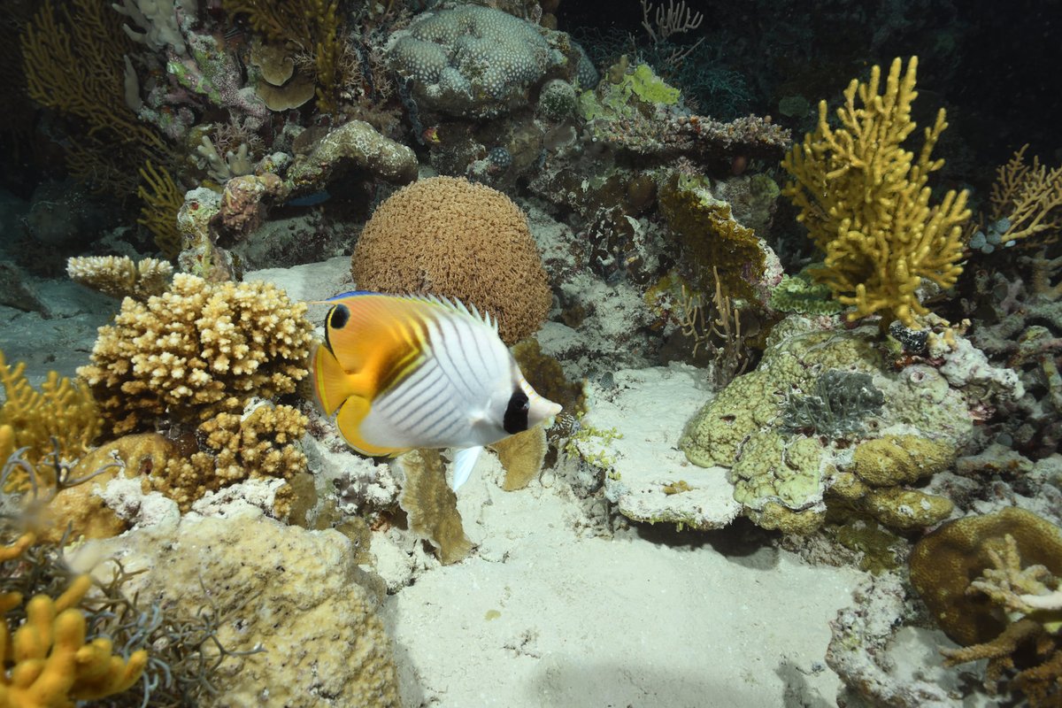 Reef Life Survey tweet media