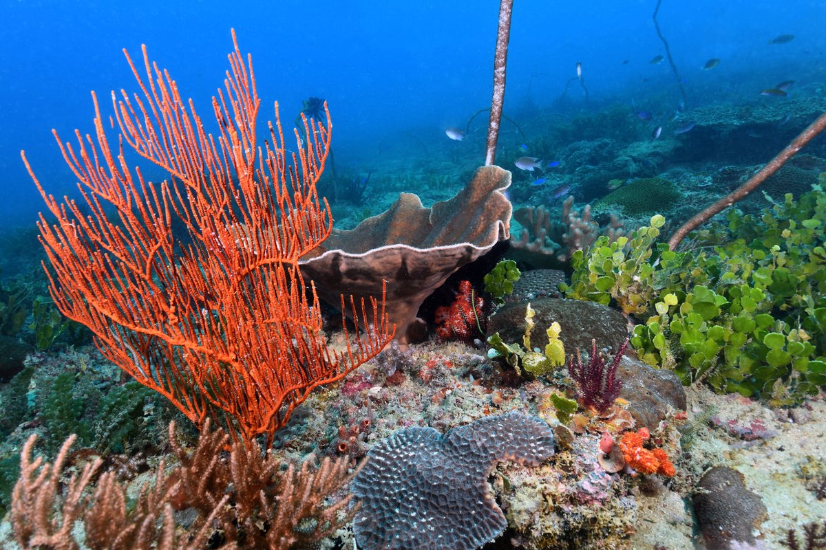 Reef Life Survey tweet media