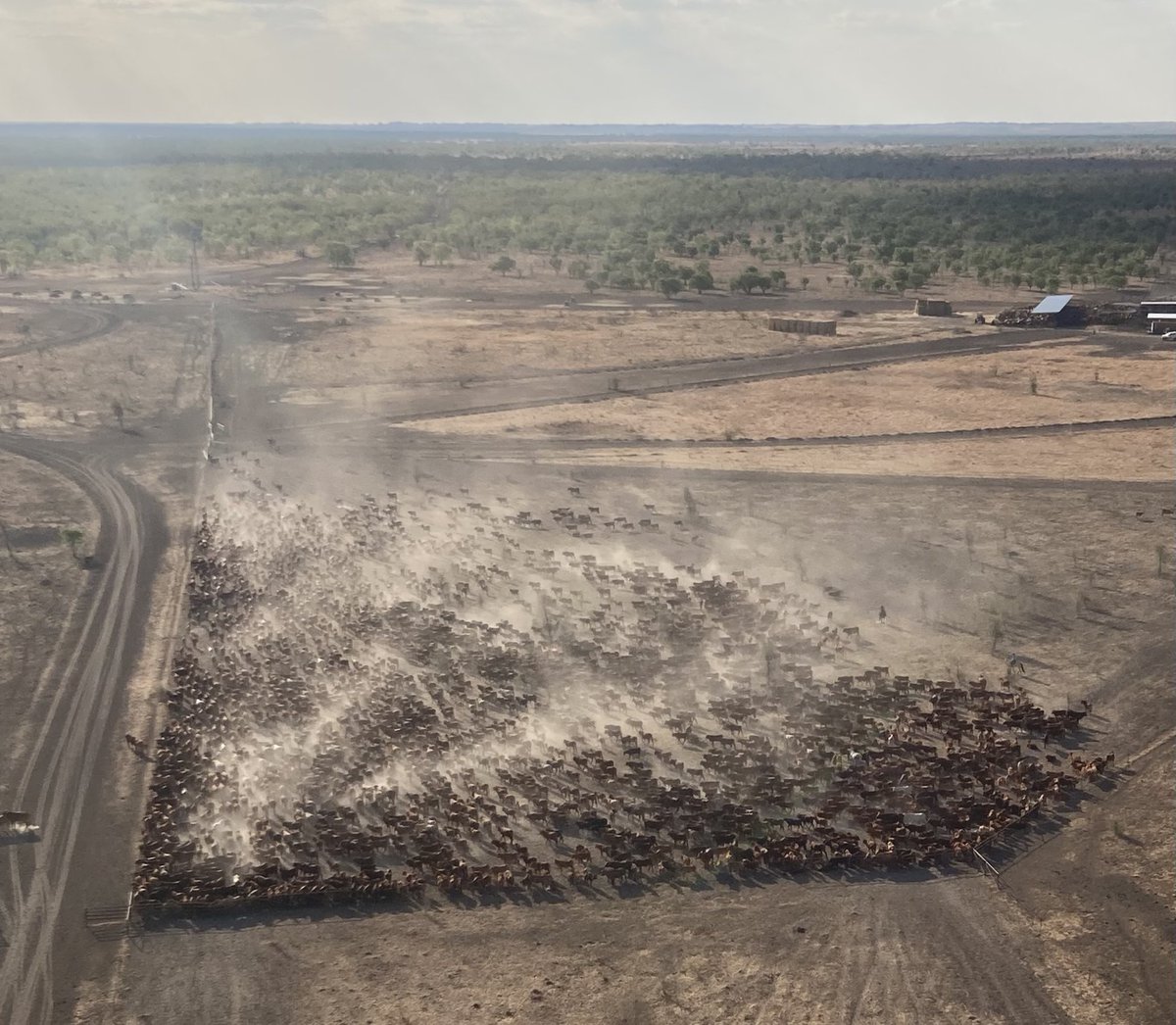 81fordy's tweet photo. The weaner steers have been walked with horses down lane way 11 km. Ready for a yard up. We will draft them into four weight lines for ⁦⁦@AuctionsPlus⁩. ⁦@CentralStation6⁩ https://t.co/yr1HudqxS4