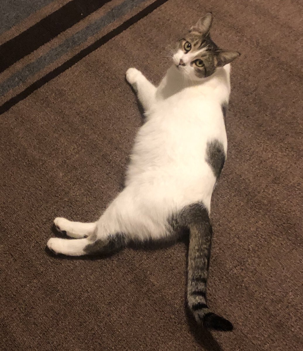 Meow.. It’s almost Caturday furriends!!! 😺😺💛😽 #cats #CatsOfTwitter #LittleEmmee