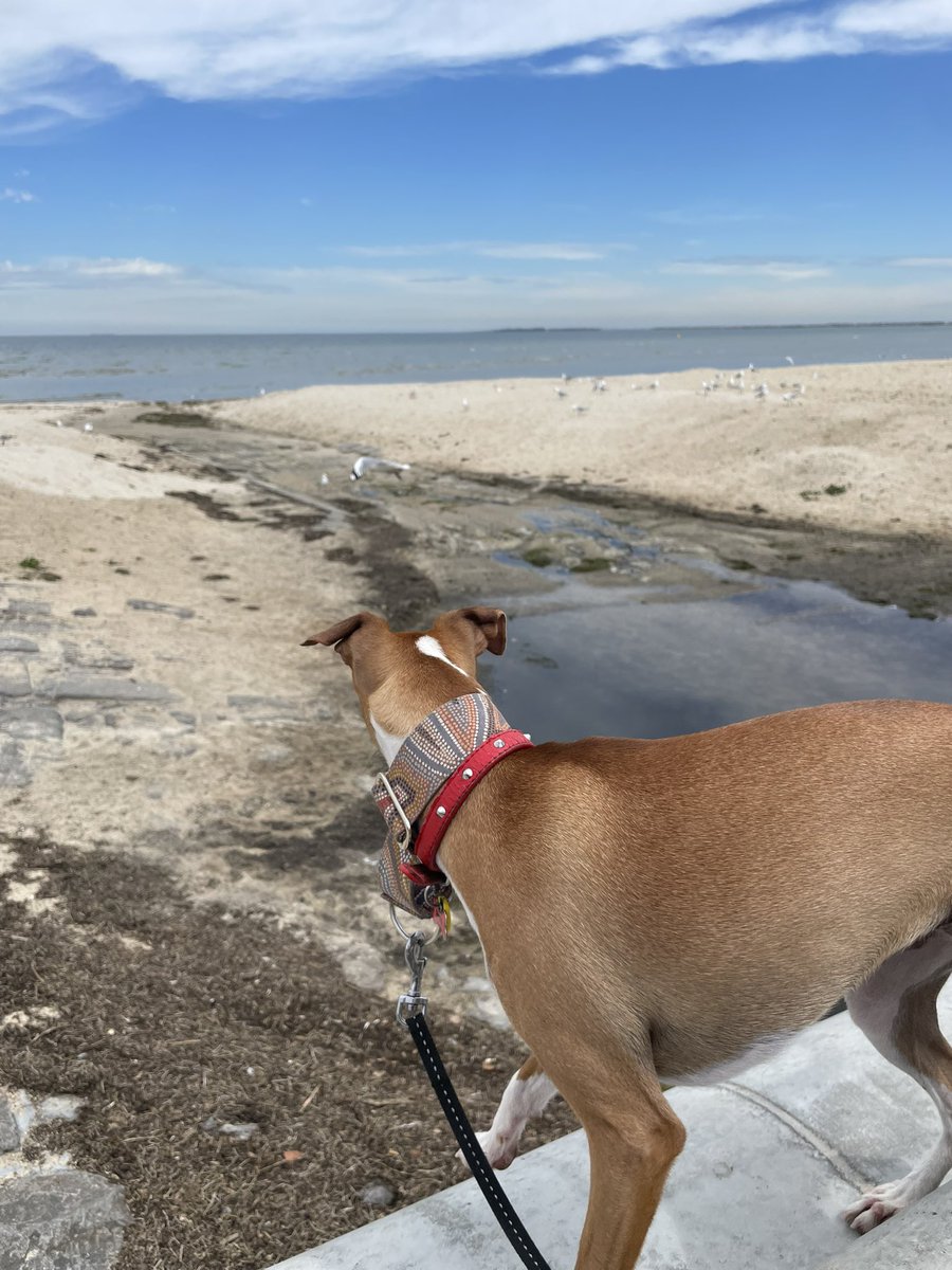 First time she’s ever seen the water… #pandemicpuppy