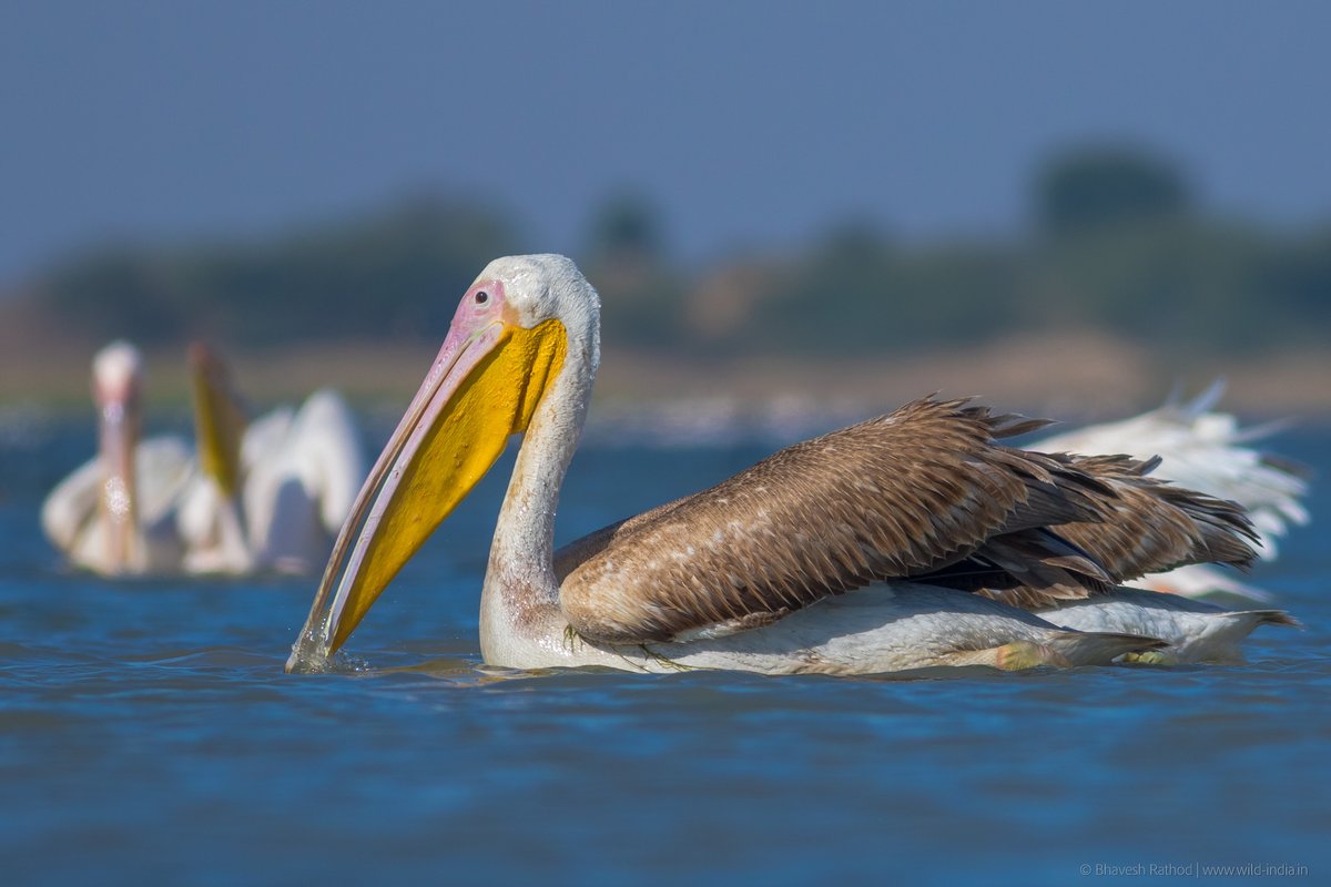 bhaveshnr's tweet photo. Great White #Pelican (Pelecanus onocrotalus), A large white waterbird with hefty bill &amp; yellow-orange throat pouch. Little Rann of Kutch, Gujarat, India

#birds #birdphotography #birdwatching #wildlifephotography #IndiAves #twitternaturecommunity @Avibase #BBCWildlifePOTD https://t.co/7eASA25WVt