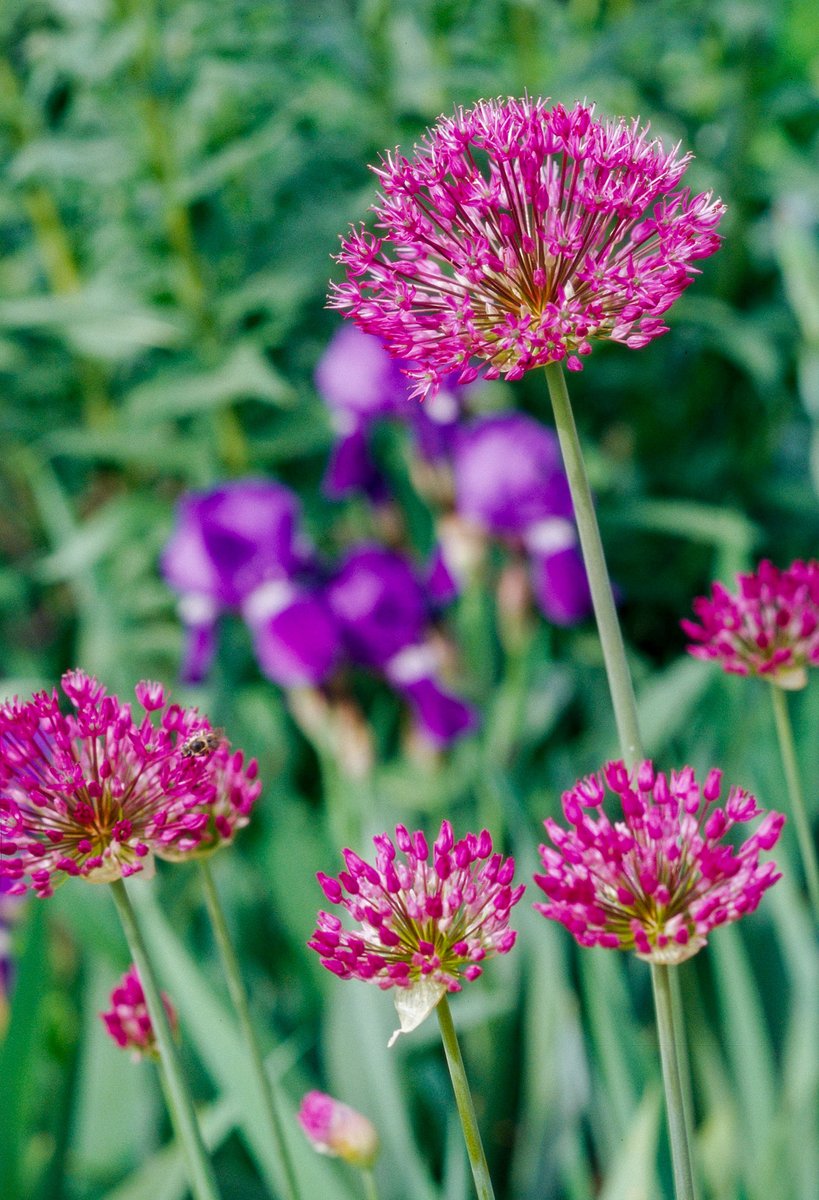 Showy allium

Allium rosenbachianum offers 4-inch-wide globes of purple flowers in summer. It grows 3 feet tall. Zones 4-10
