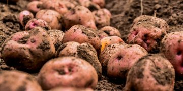 jcniyomugabo's tweet photo. Them: How do we alleviate #poverty in Africa?

Me: Invest in #Agriculture 

Them: How do we solve #unemployment among African #youth?

Me: Invest in #Agriculture 

Them: How do we shift to #Industrilization in Africa?

Me: Invest in #Agriculture 

Let's invest  in agriculture https://t.co/W085dnAbb5
