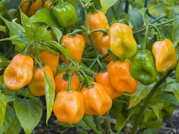 jcniyomugabo's tweet photo. Them: How do we alleviate #poverty in Africa?

Me: Invest in #Agriculture 

Them: How do we solve #unemployment among African #youth?

Me: Invest in #Agriculture 

Them: How do we shift to #Industrilization in Africa?

Me: Invest in #Agriculture 

Let's invest  in agriculture https://t.co/W085dnAbb5