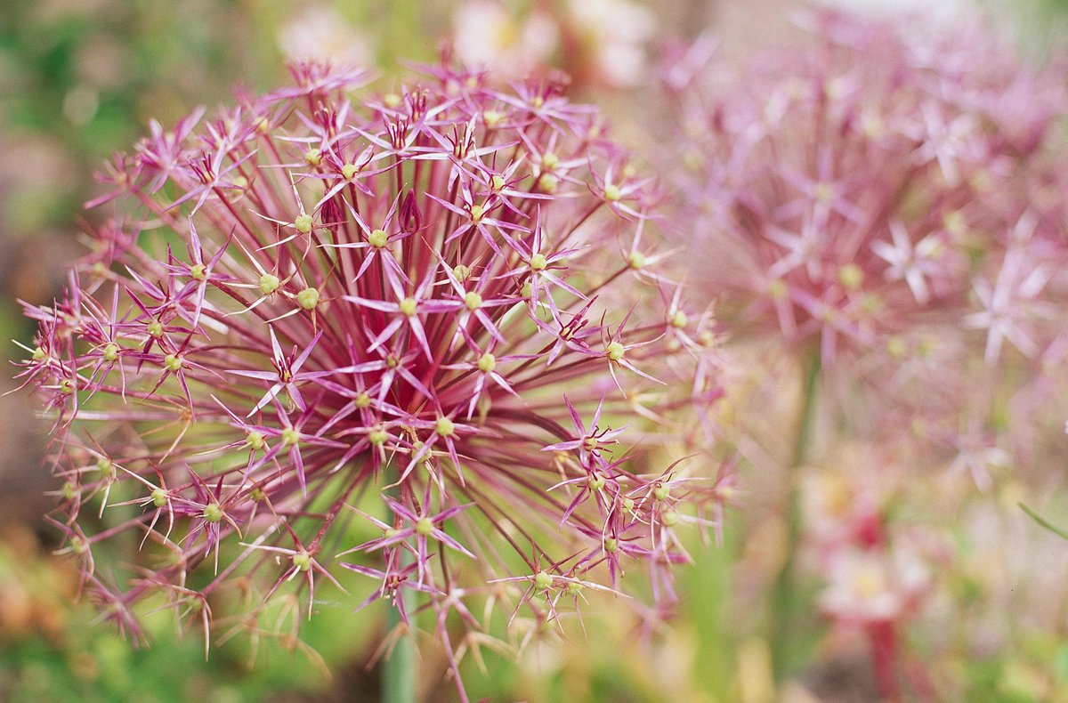 Star-of-Persia

Allium cristophii bears distinct silvery-lavender flower globes measuring 12 inches in diameter atop tall 2-1/2-foot stems in late spring. Zones 4-9