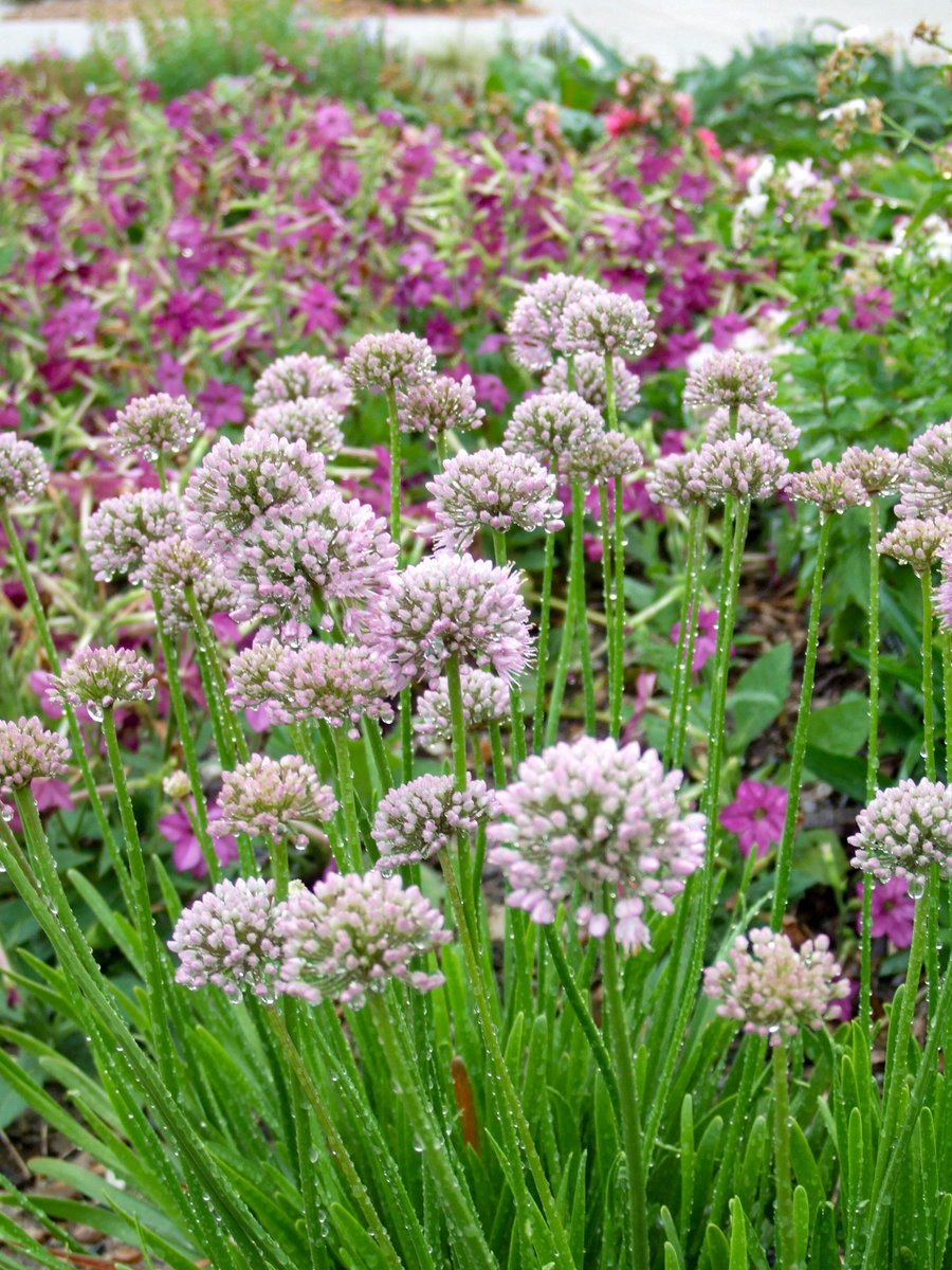 'Summer Beauty' allium

Allium tanguticum 'Summer Beauty' shows off clusters of dark lavender-blue flowers in midsummer on 2-foot-tall stems. Zones 4-9