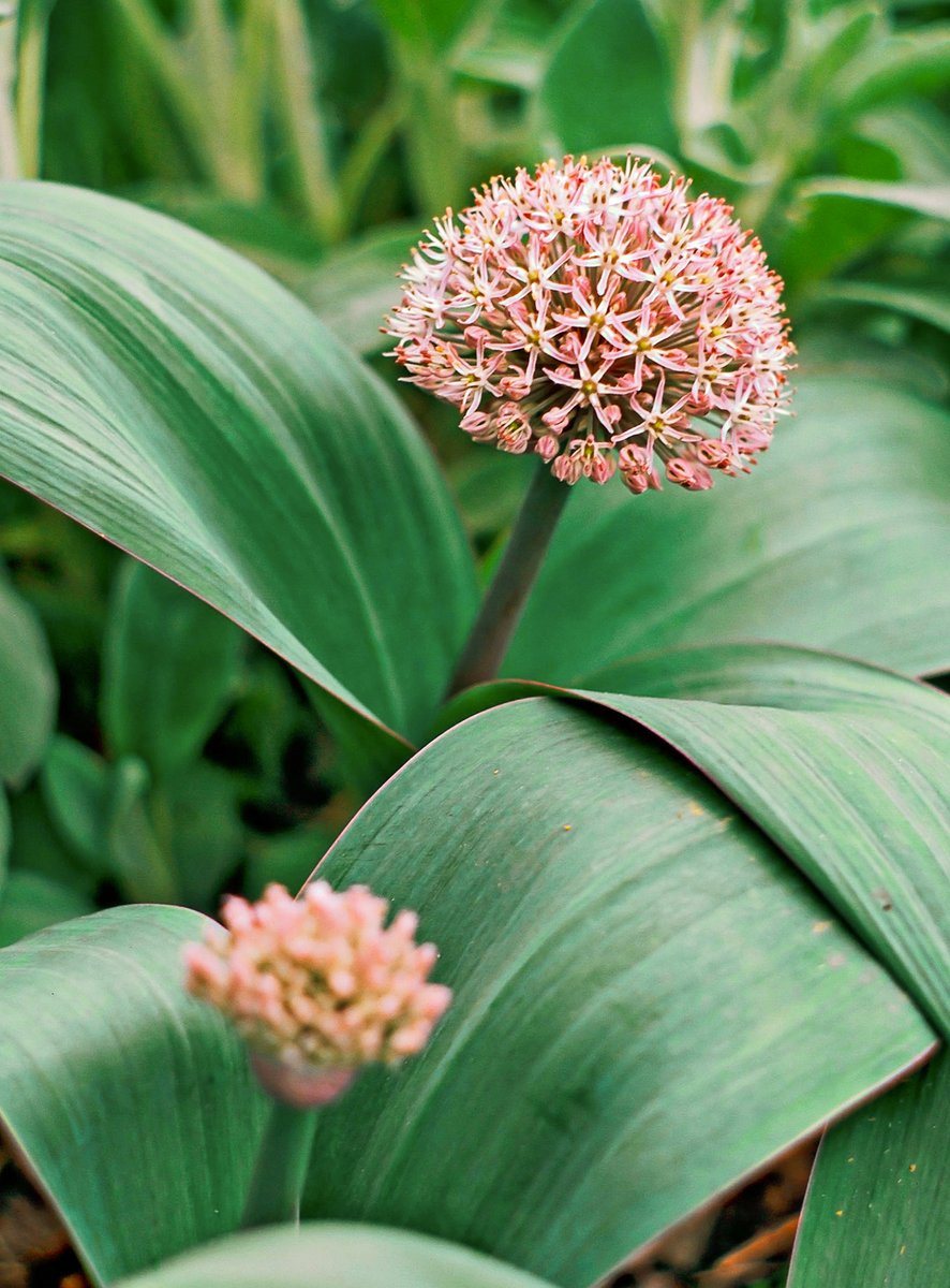 Turkestan onion

Allium karataviense bears loosely clustered red-and-white flowers on 10-inch-tall stems in late spring. Zones 4-8