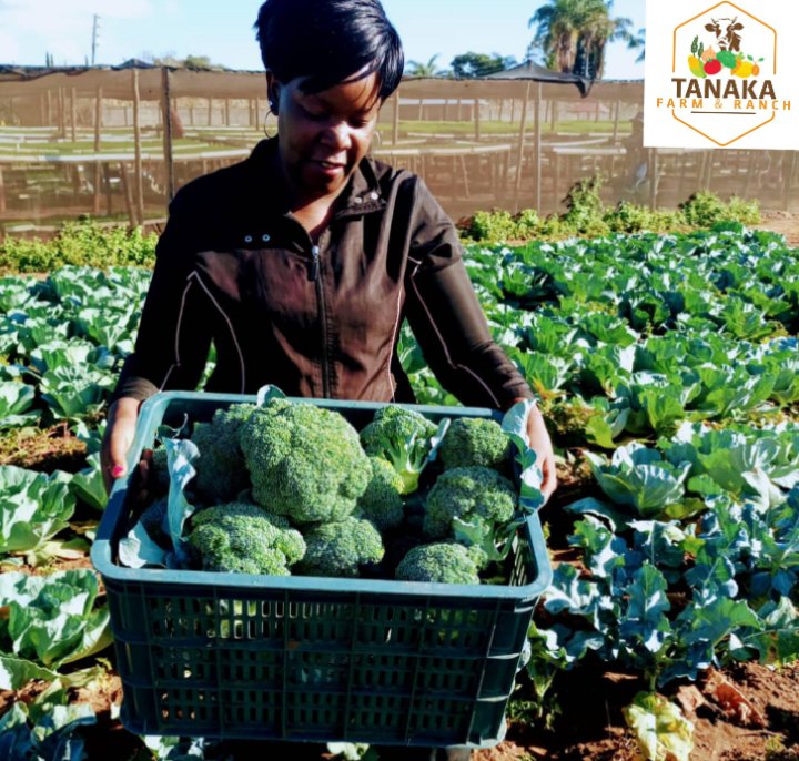 Tanaka Farm and Ranch #Seedlings🇿🇼🇿🇲 tweet media