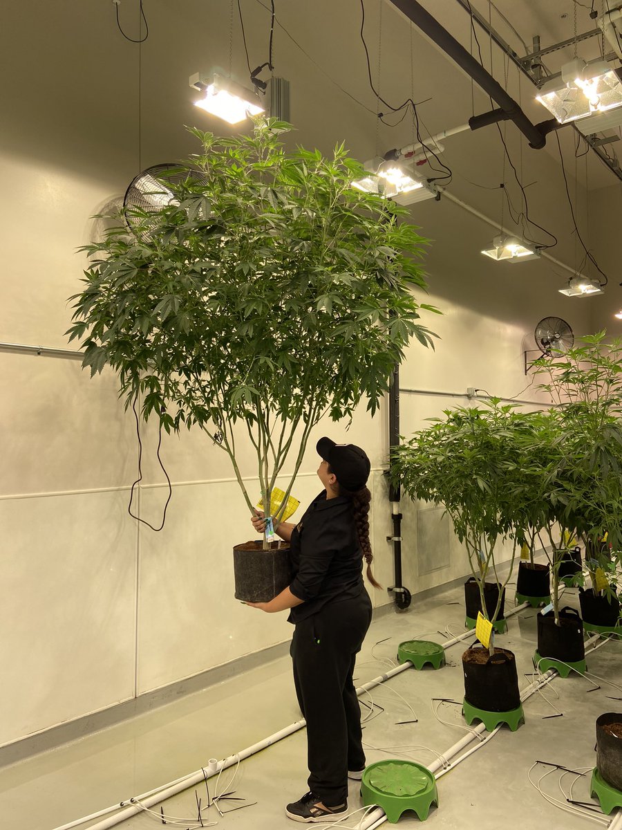 ZombieMami562's tweet photo. MYST going crazyyy 🌳 #cannabisindustry #indoorhorticulture #floraflex #athenaag #luxxlighting https://t.co/JuPytTjMeS