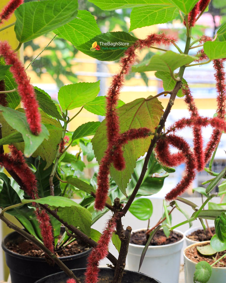 thebaghstore's tweet image. The Acalypha Hispida’s are here with their fuzzy flowers. We have only few of these stunners in stock. Hurry up before you miss them.
.
.

#acalypha #acalyphahispida #chenilleplant #petsafeplants #nontoxicplants #cattailplants #fuzzyplants #plantshelfie #plantwishlist
