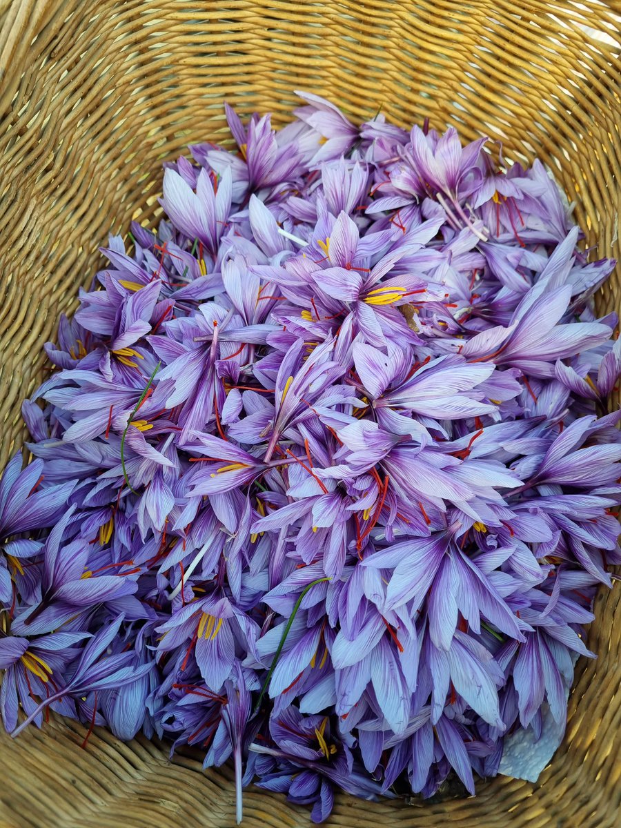 Picked and ready for processing, 2 hours of picking means 10 hours of processing!!