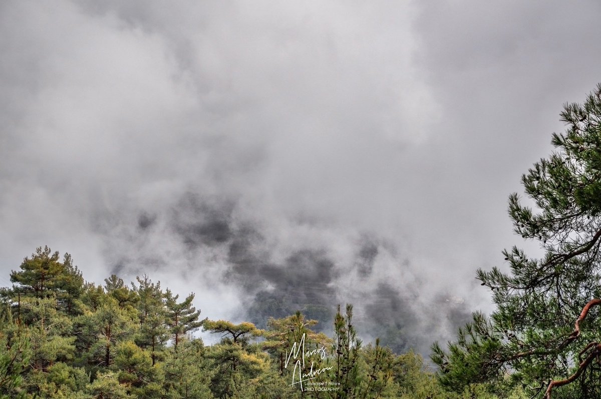 andreou__marios's tweet photo. Foggy Troodos - Cyprus

#pineforest #cyprus🇨🇾 #mist #misty #mistyday #fog #troodos #troodosmountains #troodosnationalforestpark #naturephotography #landscapephotography #nikon #nikonphotography #cyprusphotographer #enjoycyprus

For more photos visit https://t.co/XKUGDHsEJb https://t.co/EWnW7NHTGX