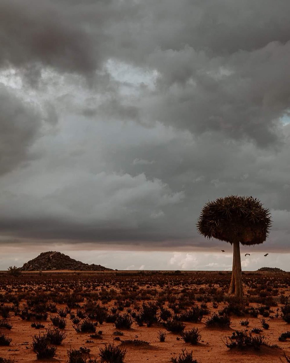 LdeManielle's tweet photo. #JamesSaid:
"Be patient until the Lord returns. See how the farmer waits for the precious “fruit of the earth” — he is patient over it until it receives the fall and spring rains... keep up your courage; for the Lord’s return is near."
(Jam 5:5, 7-8 CJB) https://t.co/mkN2bBYTm3