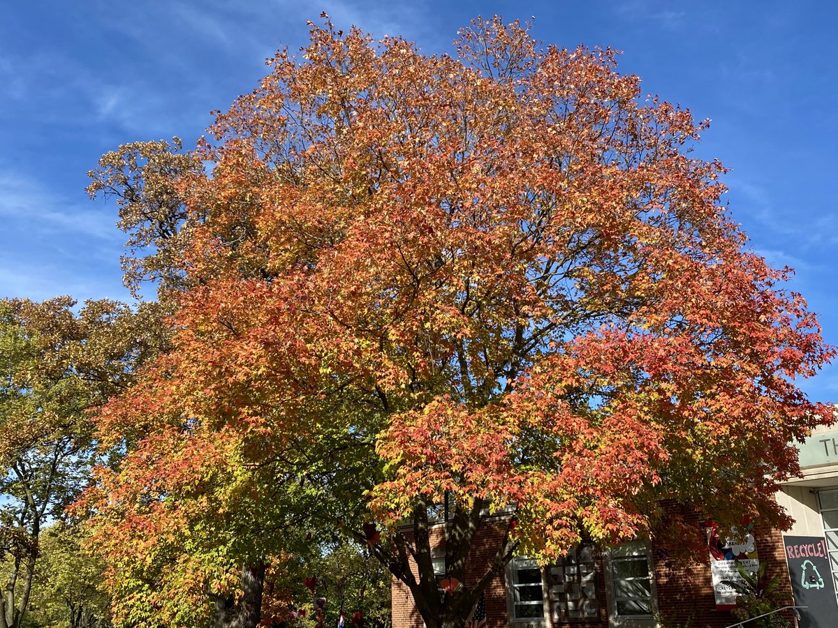 MichaelHeimlich's tweet photo. Orange maple tree leaves fall-autumn color, sunny-blue sky Chicago weather 2:55pm October 27 2021 Highland Park Illinois -Editorial Use Permission w/Credit: Michael Heimlich @MichaelHeimlich;#Fall #Maple #FallColor #FallTree #Tree #Sunny #ILwx @NWSChicago #StormHour #ThePhotoHour https://t.co/PbXrQH9jO4