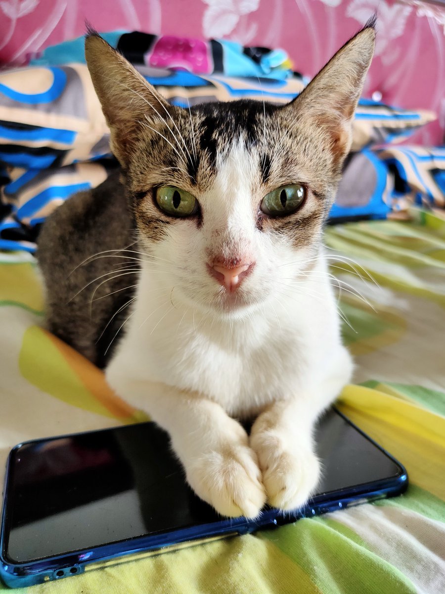 koetjing's tweet photo. Maccing beautiful 🥰💖 https://t.co/83k2kdJHCI
