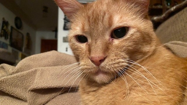 THE Odie Bob Orville 😺 tweet media