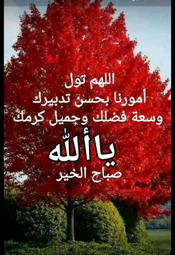 ابوفادي من سوريا الياسمين tweet media