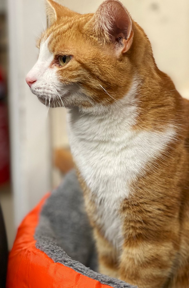 TheStourbridge's tweet photo. Good morning and welcome to Tippetty Tap Tap Thursday 

Make your happiness a priority. 

#cats #CatsOfTwitter https://t.co/ADkoi9loSC