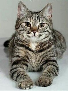 first_cats's tweet photo. Gorgeous creatures cuties.
#catsofinsta #cat #catsofinstagram #cats_of_instagram #catstagram #catsoftheworld #catslife #catofinstagram #instacat #cat #kitty #kittycat #kittykat #kittylove #kittygram #instakitty #kittysnuggles #photooftheday #instalove #insta #instagram #love https://t.co/rRti5yoRWX