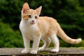 OhlmannPatti's tweet photo. I LIKE CAT https://t.co/tZ1dakXFnP