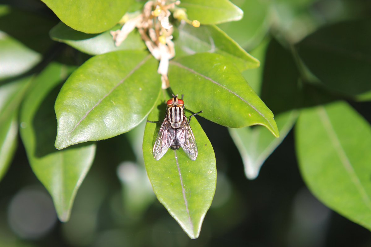 leni_atzi's tweet photo. Come look for backyard #insects with me https://t.co/R93t3u6KFA     #photography #nature https://t.co/DMDGVQy6zi