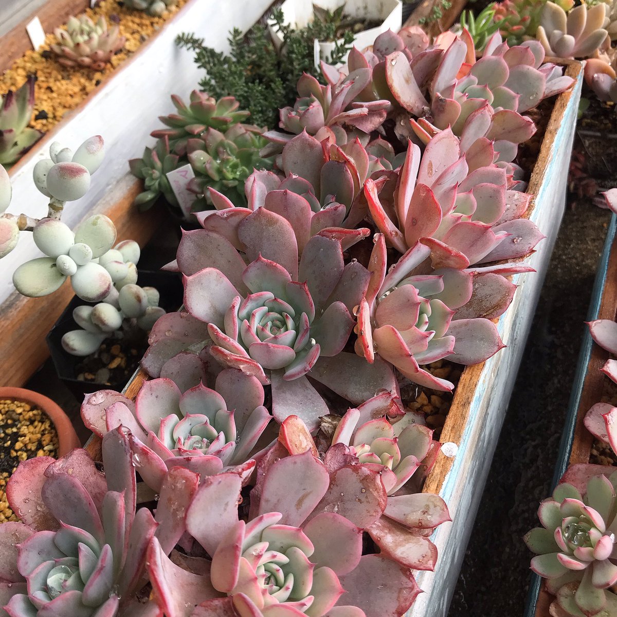 木箱のラウレンシスさん
可愛い💕くなりってきましたよん💕7@connect
木箱つくってます😉