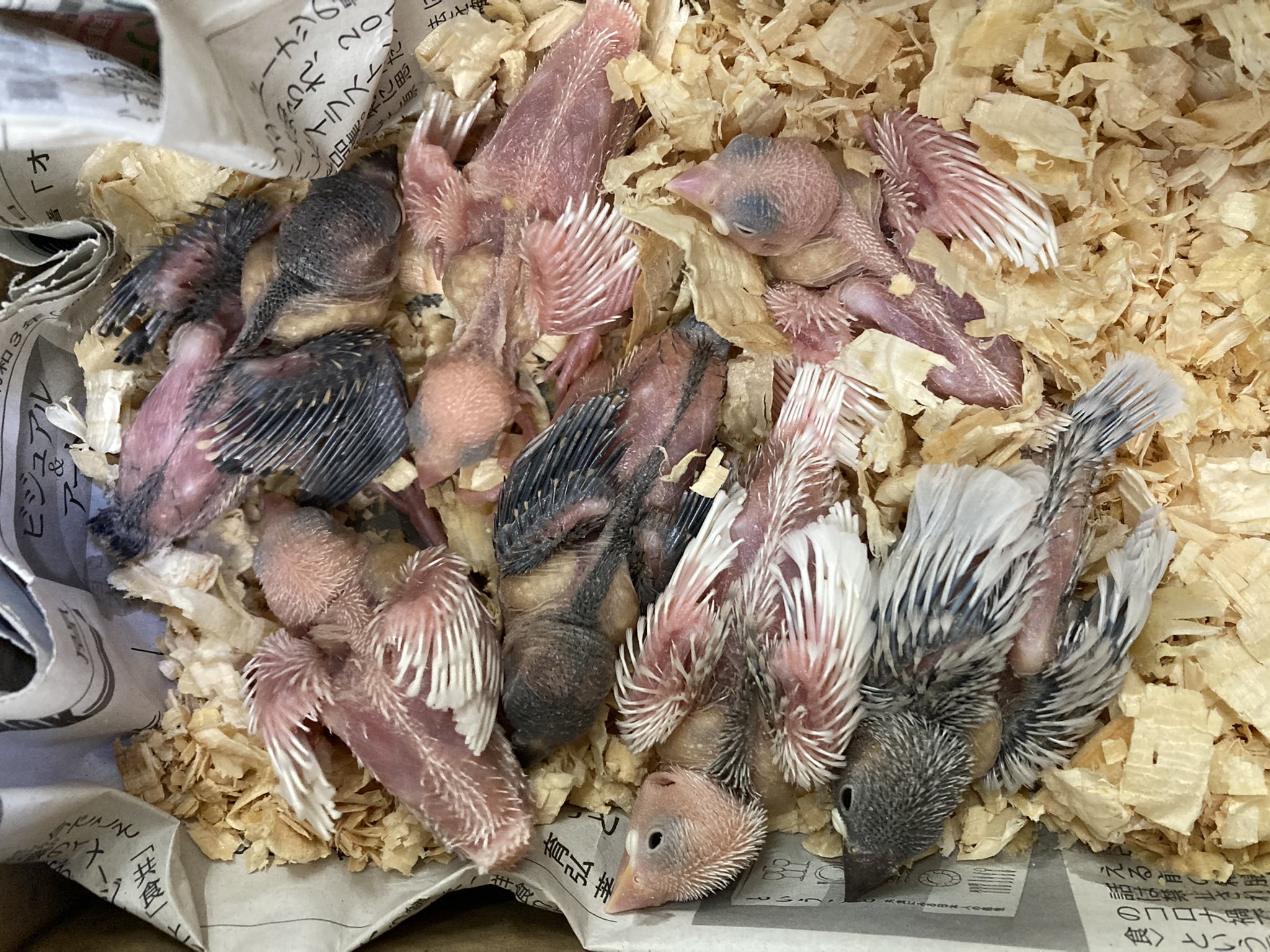 ペットショップ マナウス草加店 小動物アカウント Manaususoukam5 Twitter
