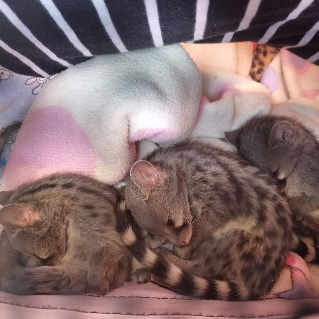 SanWild Wildlife Trust tweet media