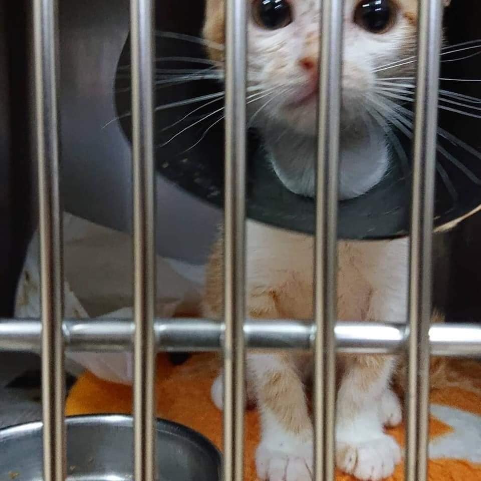 🆘拡散希望です🆘
宜しくお願いいたします🙇

１０月２８日🌙✨
am8:00出発
入院している３匹姉弟の別府の病院へ
お昼までに 着くはずが 国道10号線を走って 途中 ちびっこ２匹の💩やご飯と途中停車しながら向かったので 病院に着いたときには 午前中の診察は終わってました(涙)