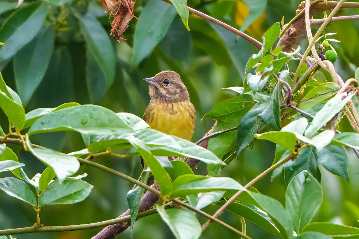 rupperrt's tweet image. Chestnut Bunting  #dailybird #birdphotography #birds #TwitterNatureCommunity
