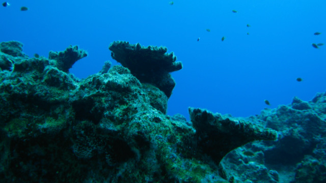 sciencebrief's tweet photo. 1/n The ScienceBrief Review 'Climate change increases marine heatwaves harming marine ecosystems' published today https://t.co/n8QfcLVF35
Part of our collection on Critical Issues in Climate Change Science relevant to inform #COP26
@4C_H2020 @V_ERIFY_H2020 @ueaenv
Key findings🧵 https://t.co/ySJodqrdiw