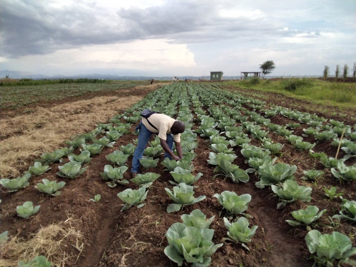 MusokeT's tweet image. Young people need to appreciate and take agriculture as a priority if we are to end unemployment in Uganda