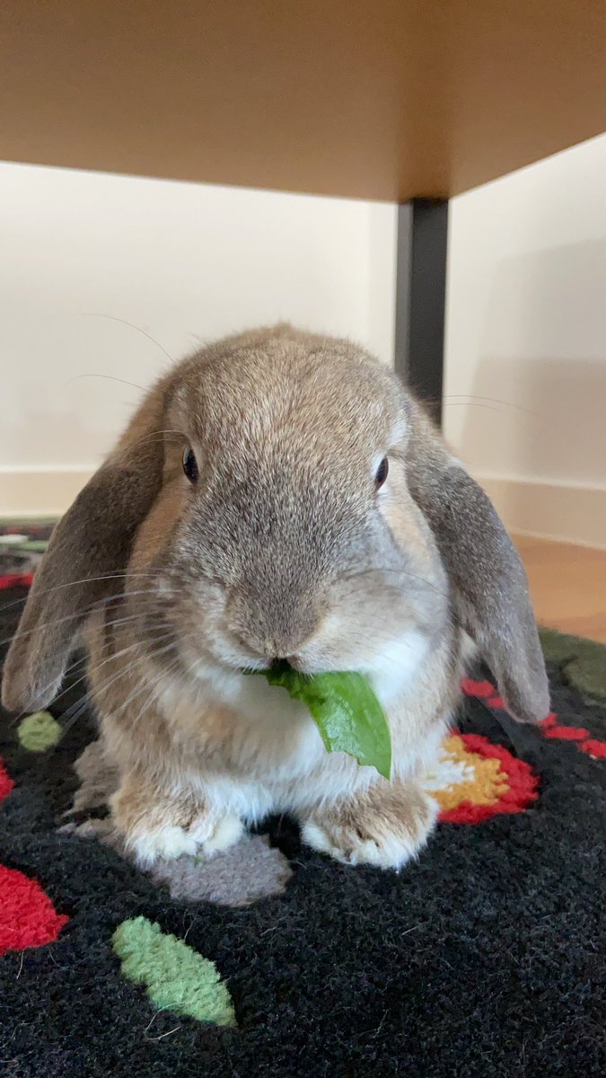 FionaK_UofALaw's tweet photo. Just a floof and her spinach. #petsoflatrobe https://t.co/mTEmXxaah6