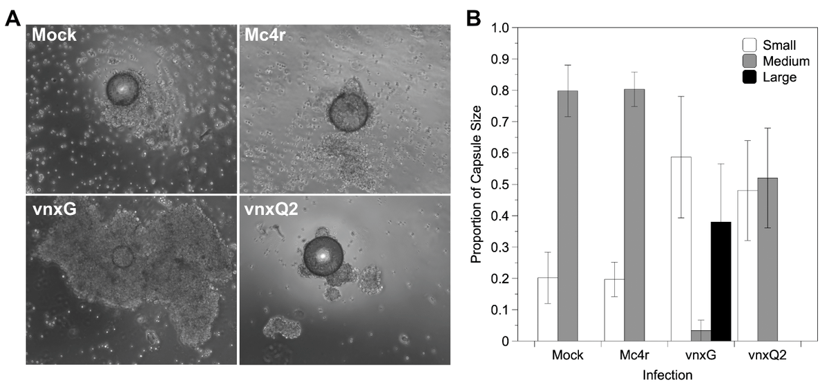 VirusesMDPI's tweet photo. ๐งDelivery of the virus during #parasitization of a caterpillar and subsequent virus gene expression is required for #production of an amenable environment for parasitoid offspring #development.
๐https://t.co/xDHQCbrLVu https://t.co/x5wneuj8uM