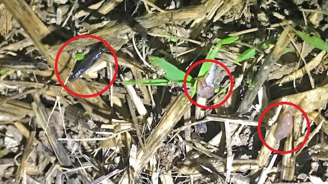 AgriiUK's tweet photo. Direct Drilling after OSR?
A few undesirables lurking here in this crop of winter wheat.
Check for slugs and take appropriate action where required.
#SlugWatch #DirectDrill https://t.co/1VV94K9IAl