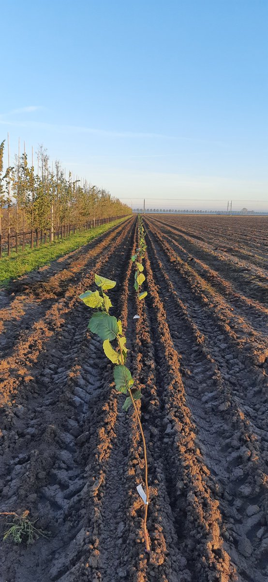 Onze hazelnoten aangeplant voor een nieuwe toekomst in Lelystad.