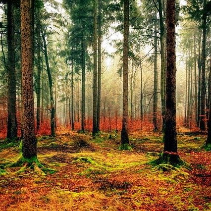 El Senado propone al Gobierno impulsar el reconocimiento de la selvicultura como herramienta de mitigación del cambio climático

ingenierosdemontes.org/titulares/el-p…