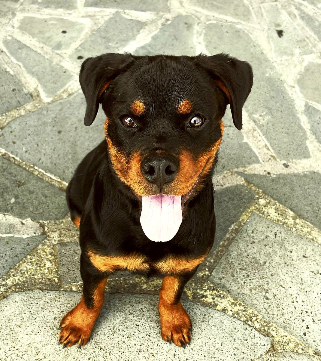 PoliciaLocalSC's tweet photo. Con esta carita llegó al grupo de Guías Caninos de @PoliciaLocalSC hace unos meses. Se llama "Diva" y ya ha iniciado su entrenamiento para convertirse en un agente canino #K9 https://t.co/kJBadLfH81
