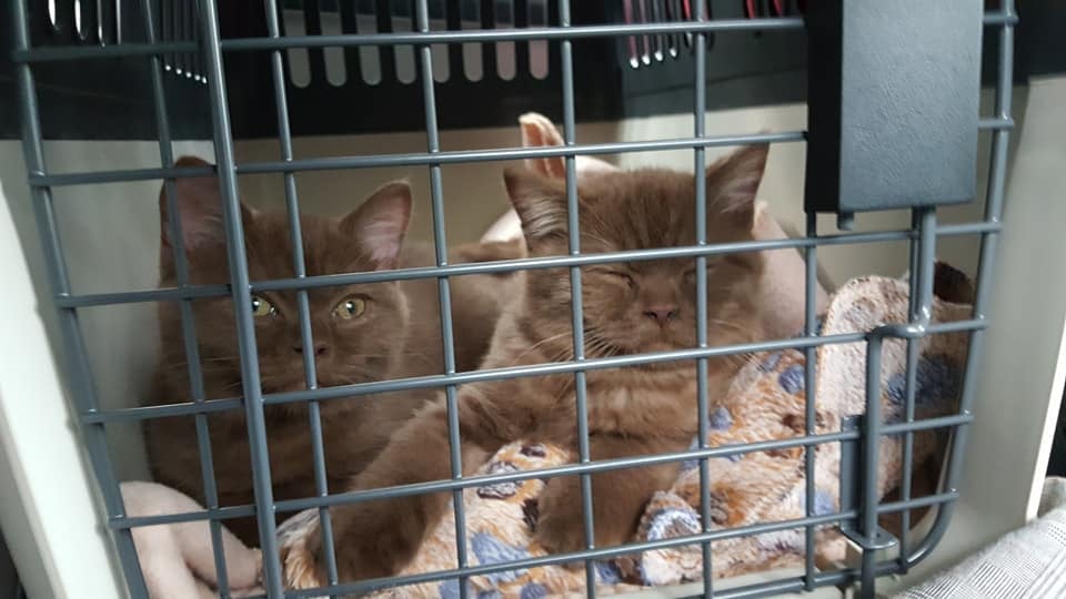 Kater Kito & Kaba tweet media
