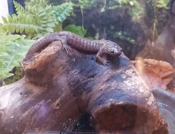 クロサンショウウオのtwitterイラスト検索結果