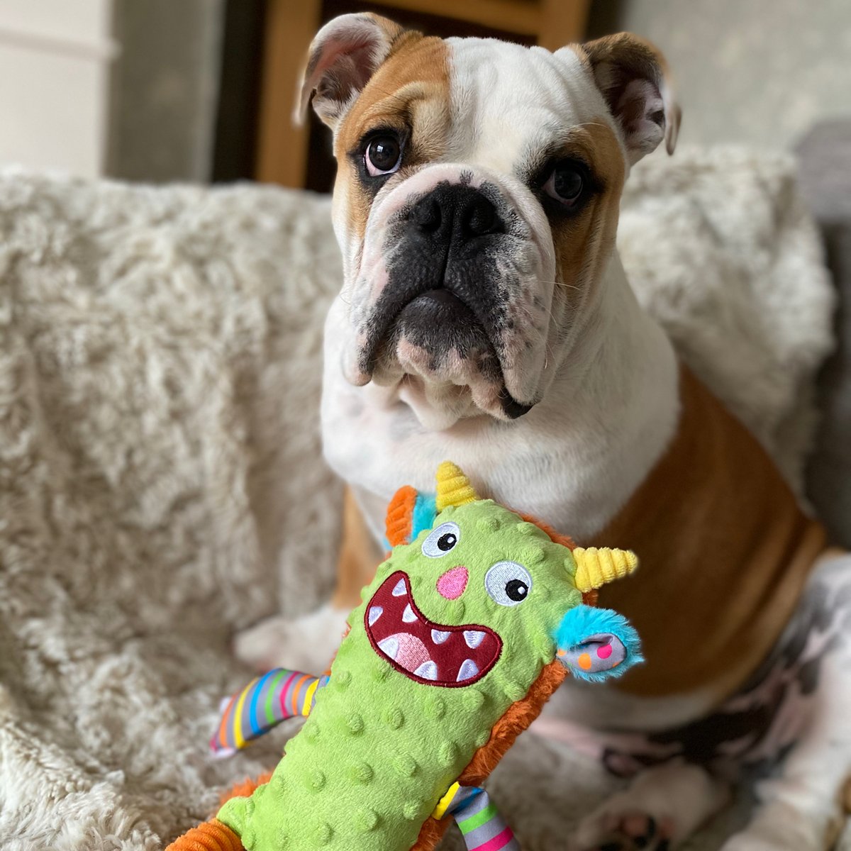 barney_bulldog's tweet photo. Good morning everyone and happy #ThrowbackThursday this is when I managed to capture the #MondayMonster back last year, I haven’t been able to capture it again since! Have a great #TBT ❤️🐶🐾 Barney #BarneyTheBulldog #DogTwitter #DogsOfTwitter #DogIG #DogsOfIG #EnglishBulldog https://t.co/PpjB5U58Wd