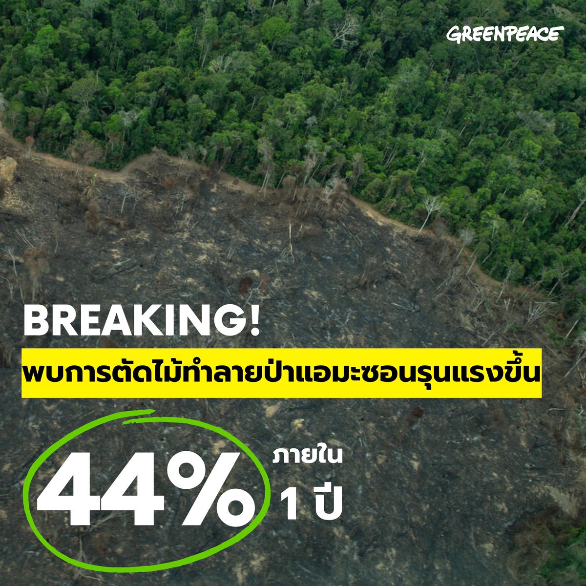 greenpeaceth's tweet photo. BREAKING: การขยายตัวของอุตสาหกรรมเนื้อสัตว์และถั่วเหลืองทำให้การตัดไม้ทำลายป่ารุนแรงขึ้น และกำลังคุกคามชีวิตชนพื้นเมืองที่บราซิล เหล่าผู้นำทางการเมืองควรเคารพสิทธิในการครอบครองที่ดินของชนพื้นเมือง และยุติการทำลายป่าฝนที่ใหญ่ที่สุดในโลกเดี๋ยวนี้
#ALLfortheAmazon https://t.co/sYRmHqn3jn